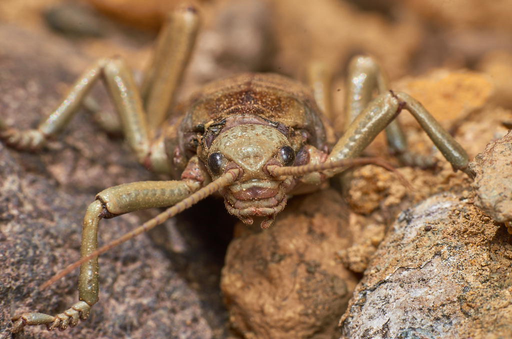 ¿Cómo sobreviven algunos insectos al frío?