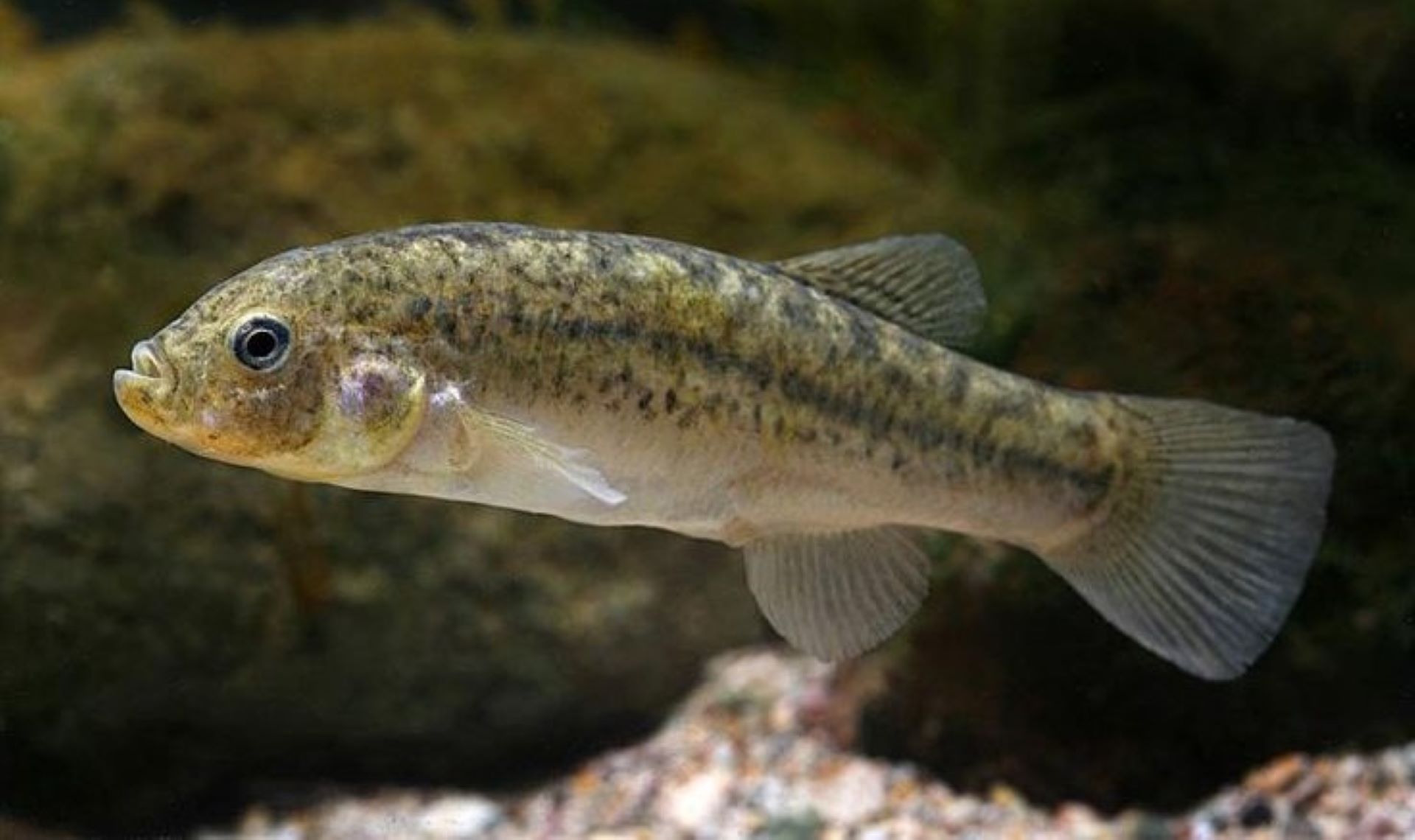 Adaptarse a un ambiente impredecible: La lección de los peces altiplánicos