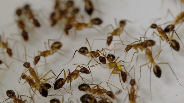 Hormigas amputan extremidades heridas para salvar a sus compañeras