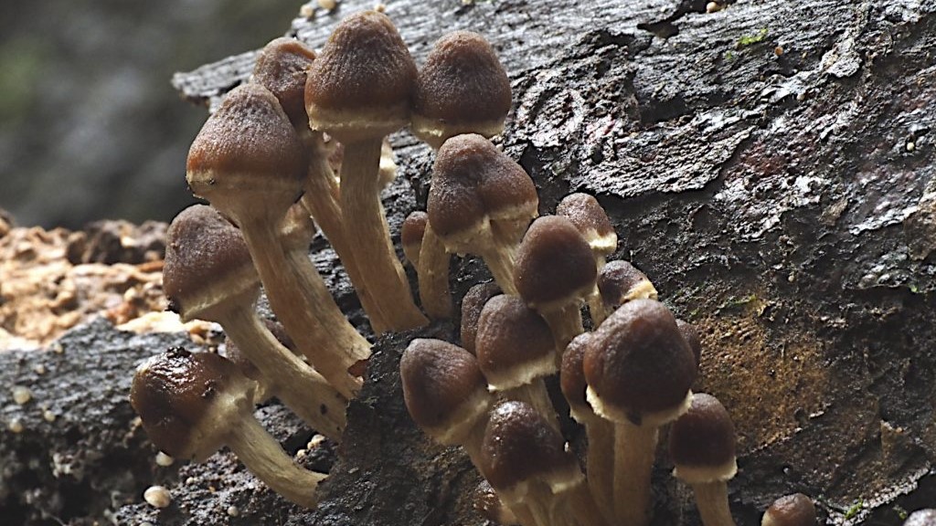 Descubren en Concepción especie de hongo documentado solo en Chiloé y Valdivia