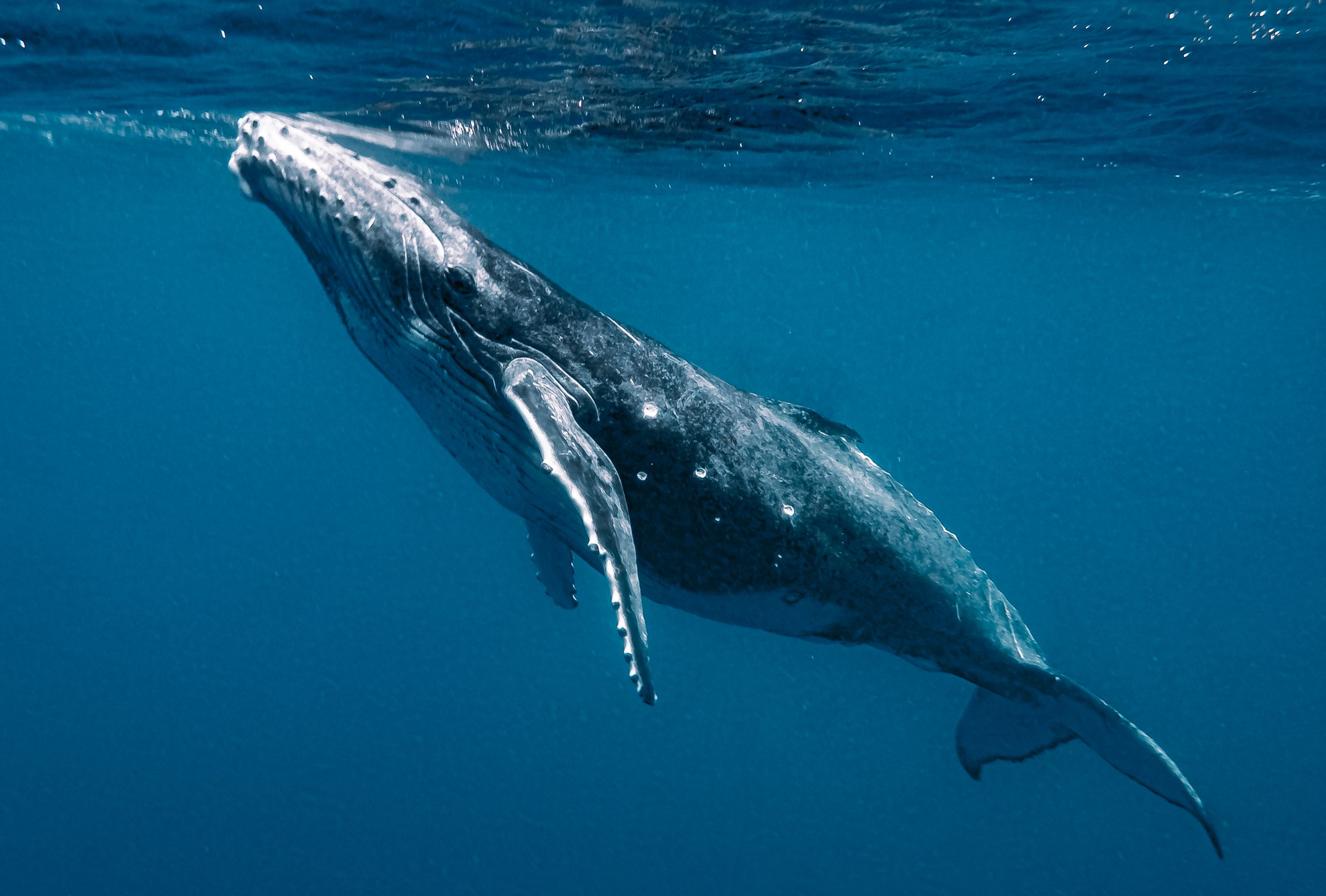 El poder de las ballenas: ¡Capturan 30 mil veces más CO2 que los árboles!