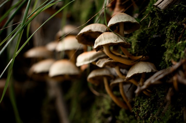 Chile y Reino Unido firman hist贸rico compromiso para proteger al reino fungi