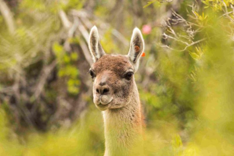 El guanaco: un jardinero natural para restaurar el bosque de Chile central