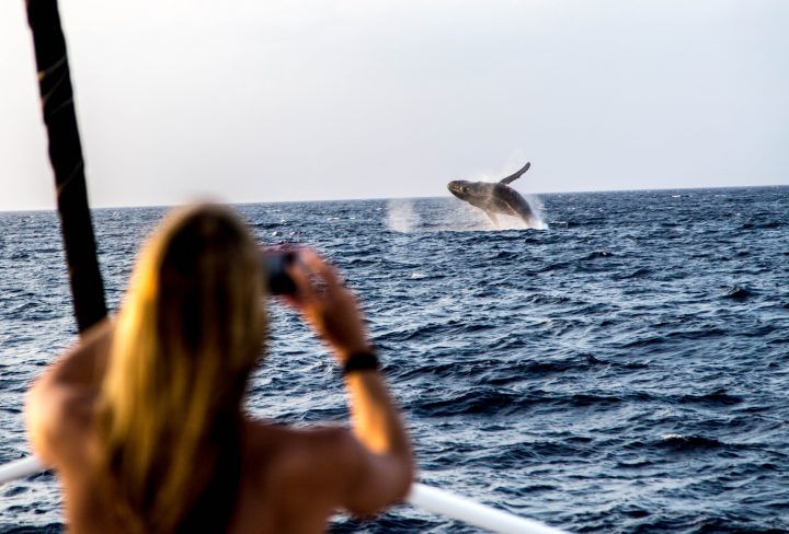 Guardianas del océano: Mujeres que estudian ballenas en Chile