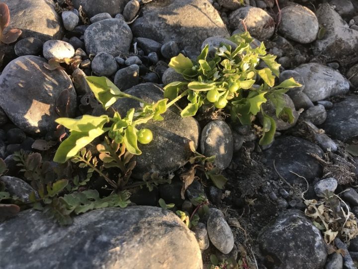 Tomate nativo perdido por 130 años es redescubierto en el río Mataquito