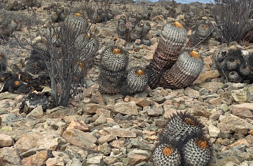 Preparan proyecto audiovisual que acerca el conocimiento sobre el cactus 