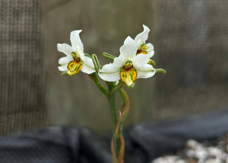 Investigadores chilenos desarrollan biotecnología para conservar orquídeas nativas