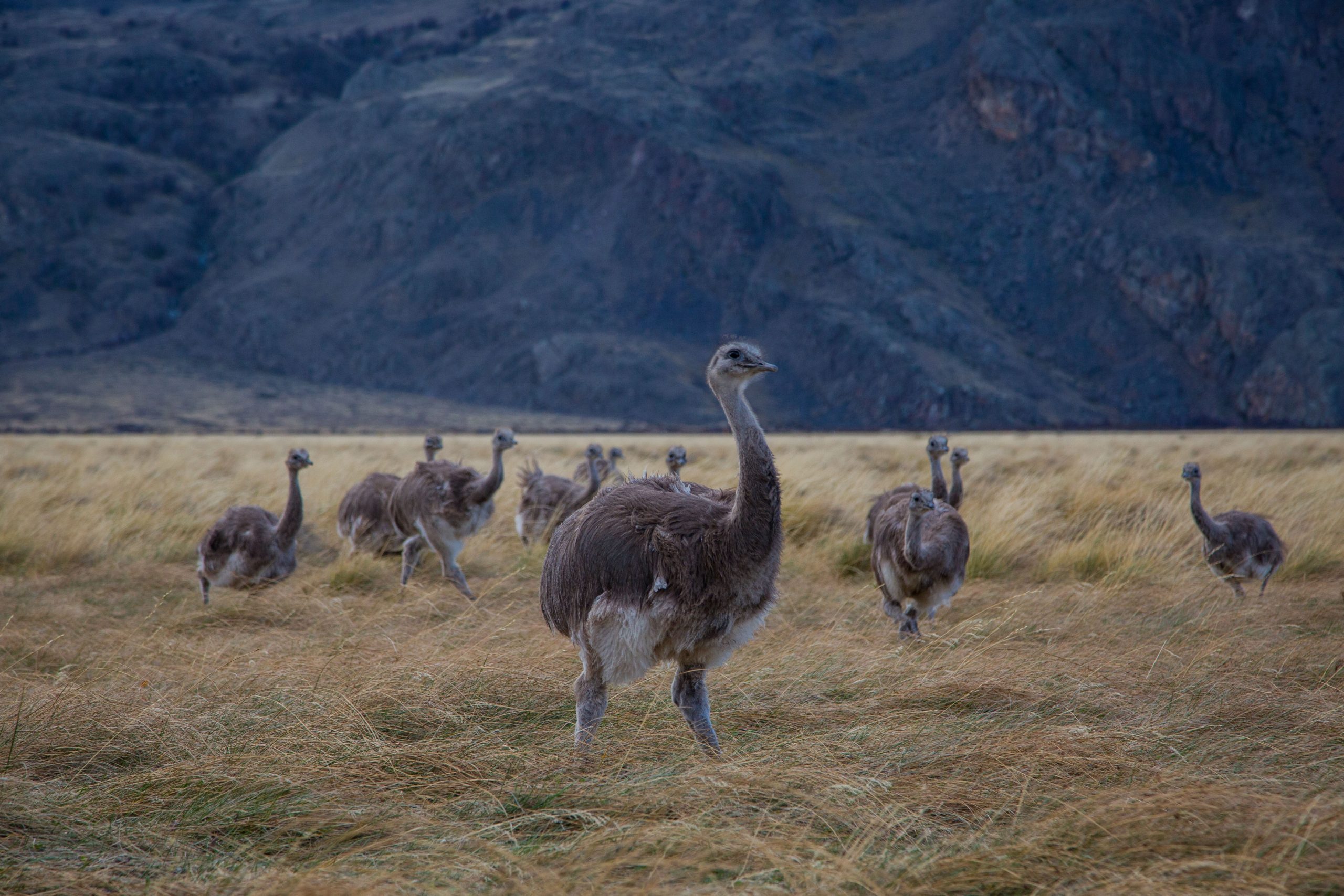 Un hito en conservación: 15 ñandúes fueron trasladados por primera vez desde Argentina hasta Chile