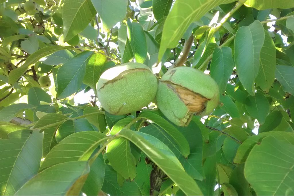 Desarrollan biopesticidas ecológicos para el control de enfermedades en nogales