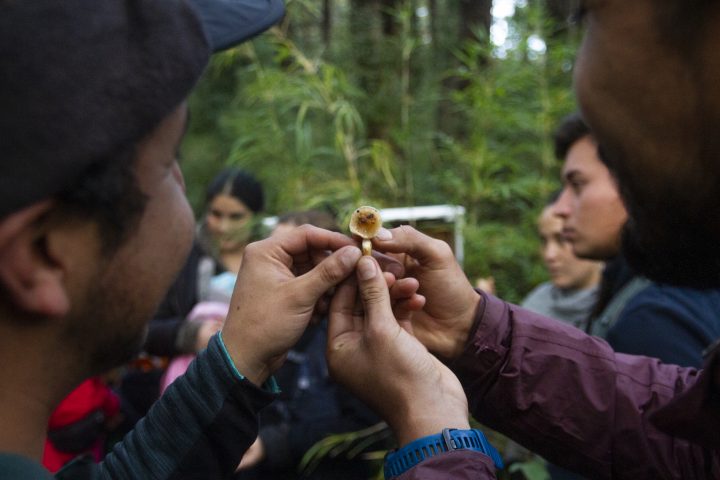 Festival Reino Fungi 2025 se realizará en Pucón bajo el lema 