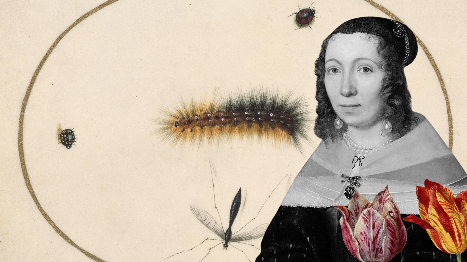 Maria Sibylla Merian: Pionera de la entomología y la ilustración científica