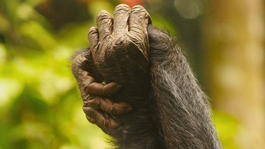 Las bonobos hembra forman alianzas para liderar las comunidades