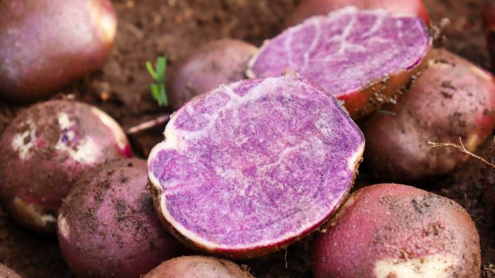 El material genético de las papas podría potenciar cultivos más resilientes al cambio climático