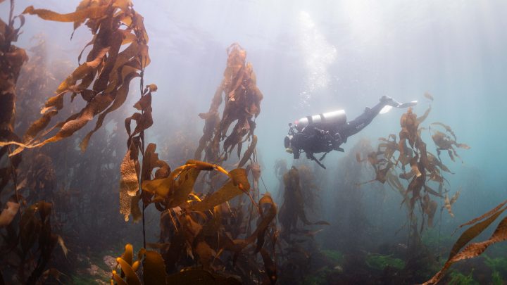 Pescadores de huiro crean primer refugio marino fuera de Valparaíso en la región de Los Ríos