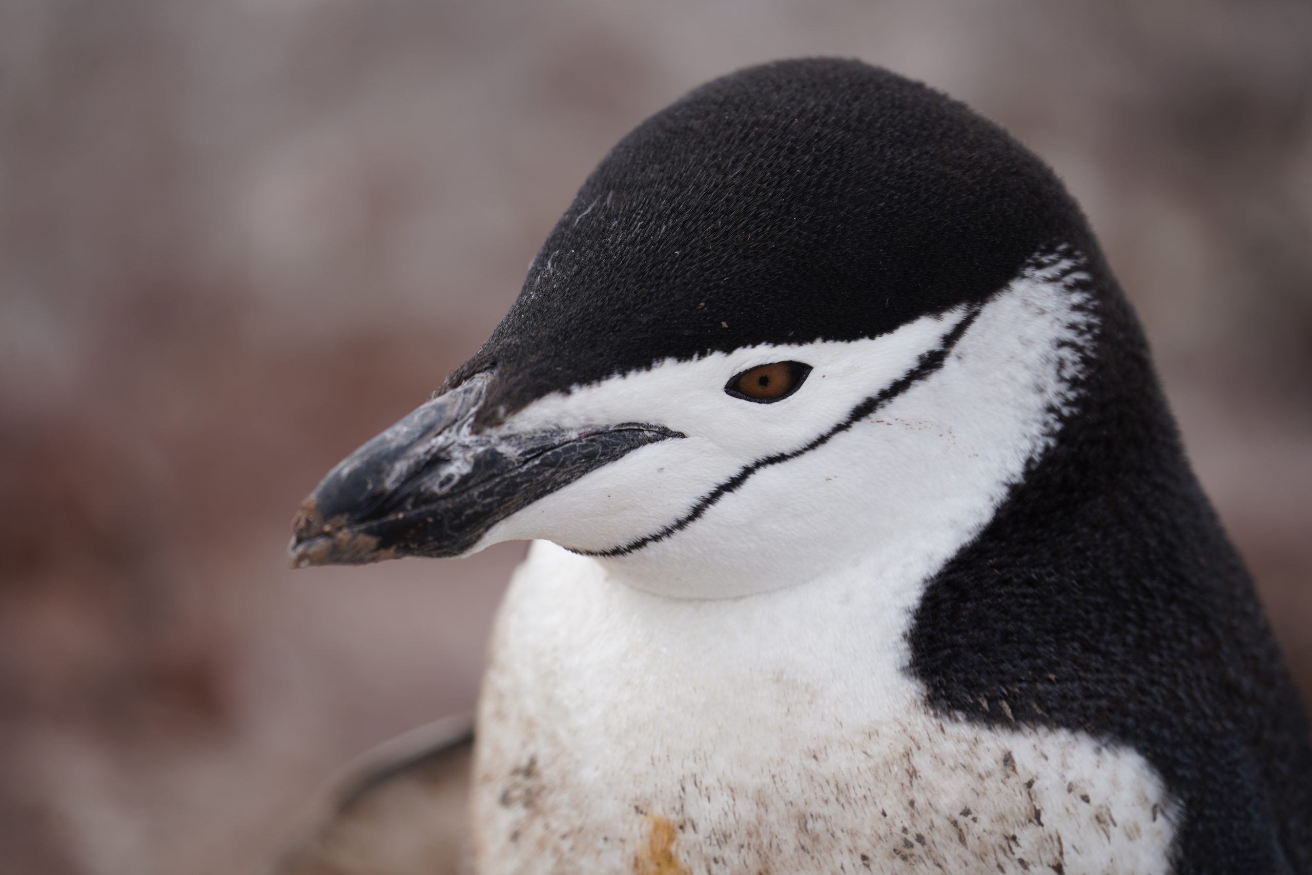 Pingüinos antárticos: Aves que enfrentan el cambio climático y la gripe aviar
