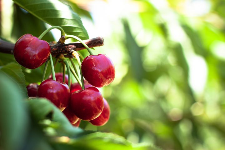 Ideas Aplicadas: Agricultura sustentable y control biológico en cerezos