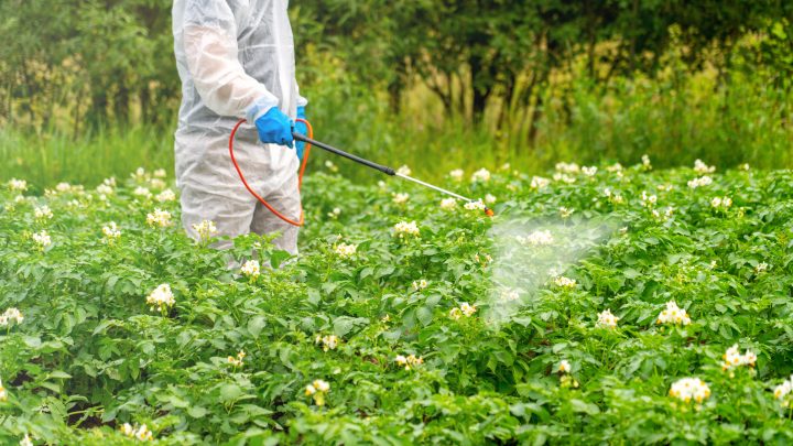 Investigadores estudian cómo los pesticidas aumentan el riesgo de Parkinson