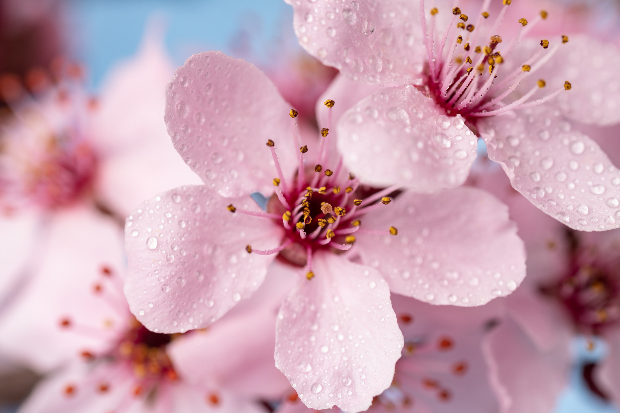 Inteligencia artificial permitirá conservar árboles de sakura en Japón