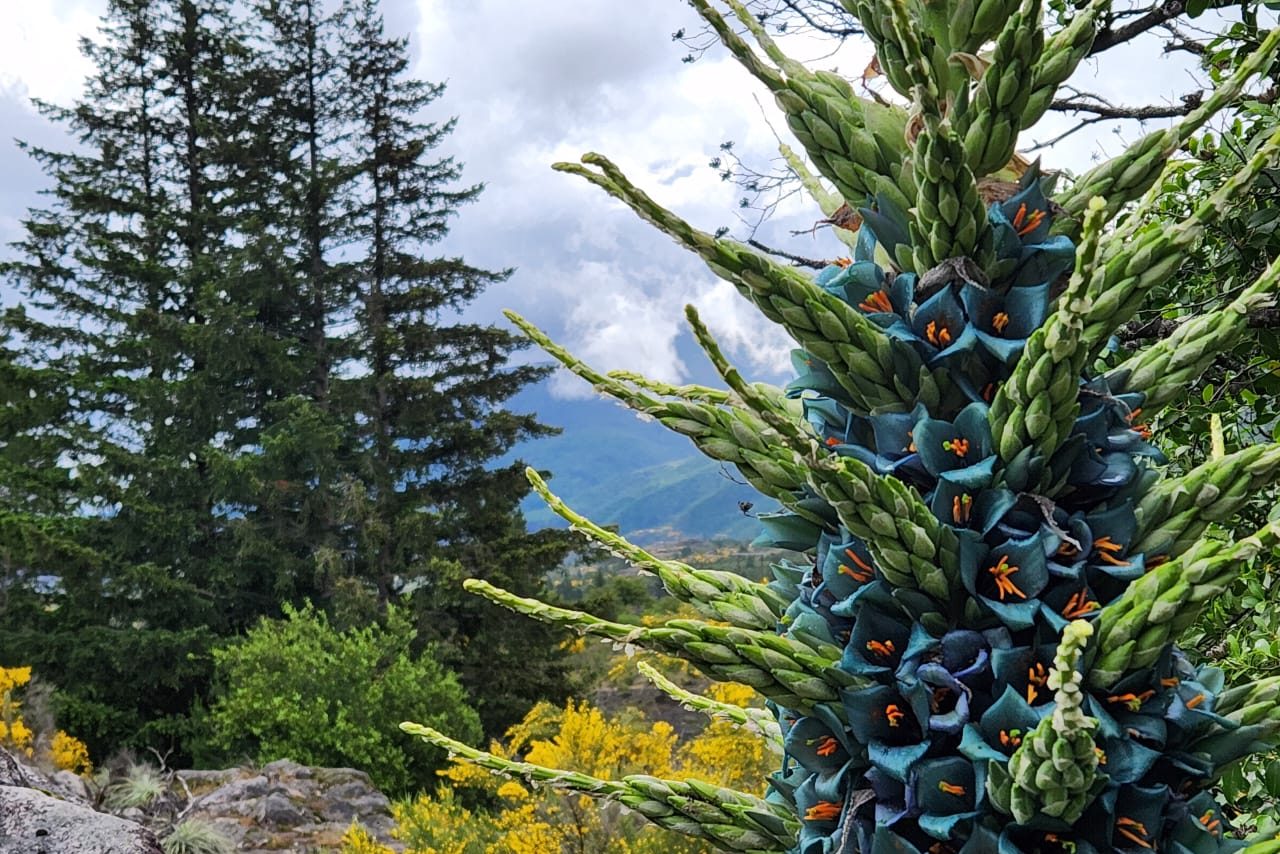 Investigación establece protocolos para propagación masiva de dos especies de puya