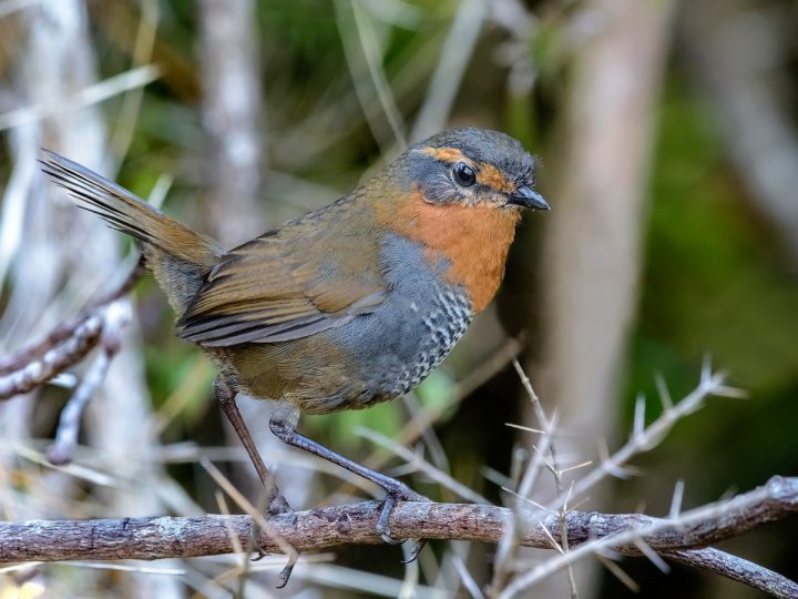 Equipo de Los Ríos triunfó en concurso nacional de observación de aves