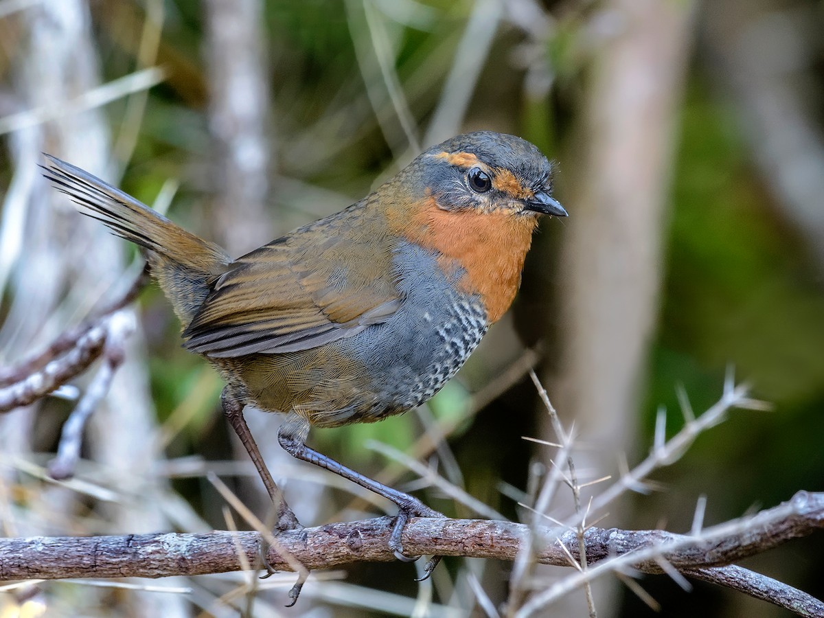 Equipo de Los Ríos triunfó en concurso nacional de observación de aves