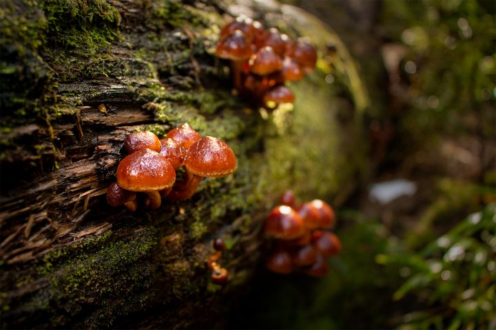 Festival de hongos de Valdivia reunirá diversas actividades en torno al reino fungi