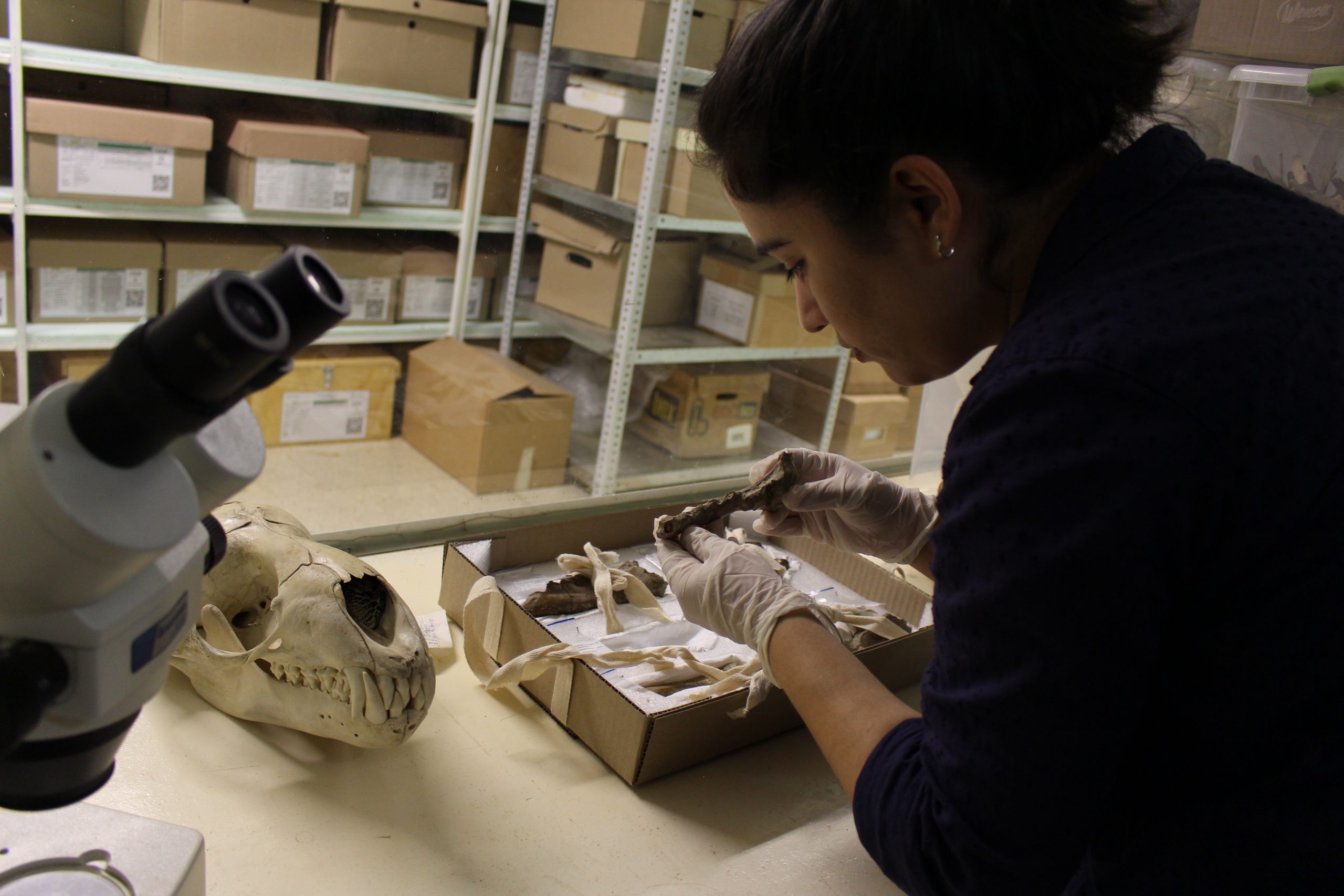 Colonialismo científico y brecha de género frenan el avance de la paleontología latinoaméricana
