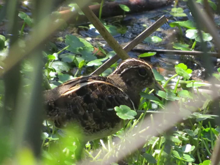 Detectan por primera vez en Coquimbo a especie en peligro en el Humedal Río Elqui