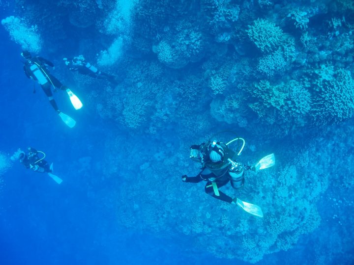 Investigadora chilena participó en descubrimiento de nuevas algas en Isla de Pascua