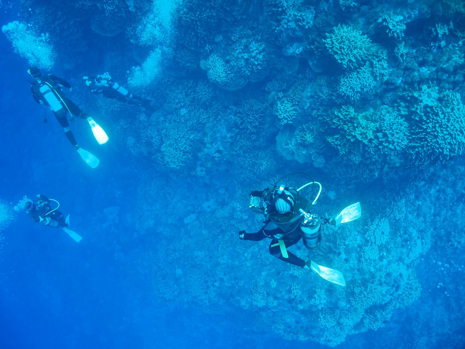 Investigadora chilena participó en descubrimiento de nuevas algas en Isla de Pascua