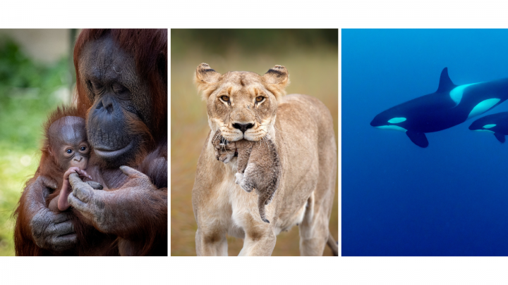 Día de las Madres en el mundo animal: Así crían algunas especies