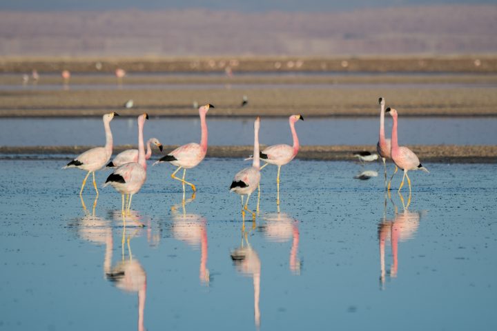 Seguimiento satelital revela rutas migratorias de flamencos altoandinos en Atacama