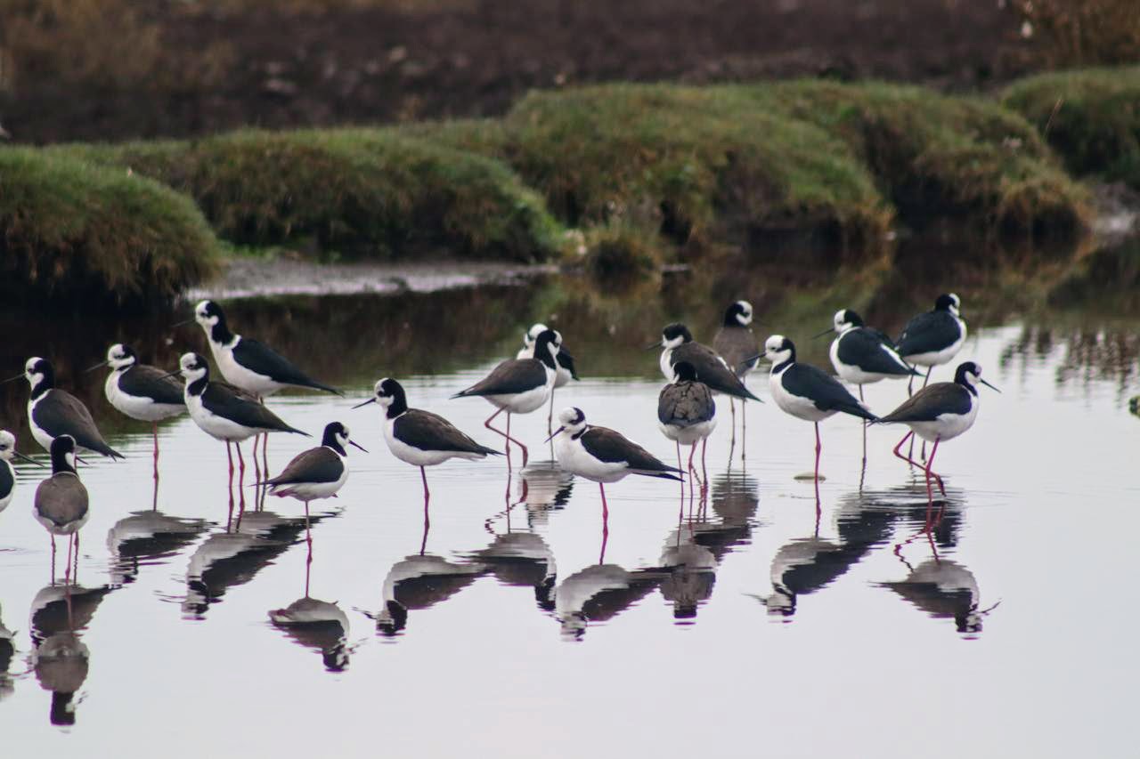 Humedal Urbano Quilicura: 468 hectáreas para proteger biodiversidad en la capital