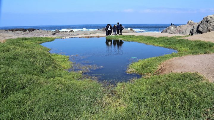 Académica identifica Arsénico, Plomo y Mercurio en Humedal La Chimba de Antofagasta