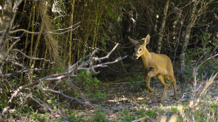 Chile y Argentina impulsan primer Corredor Transnacional para el Huemul en Los Ríos