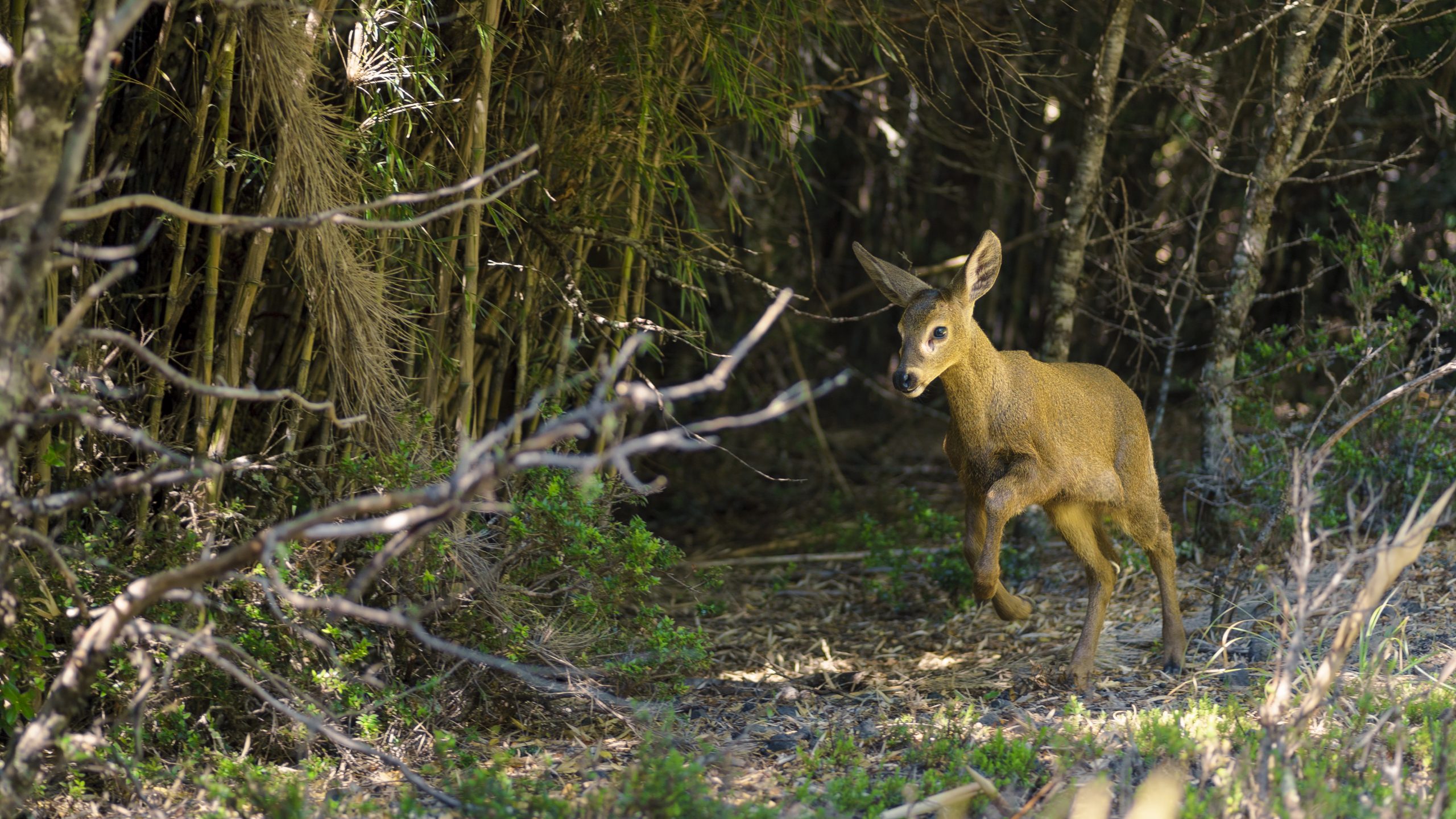 Chile y Argentina impulsan primer Corredor Transnacional para el Huemul en Los Ríos