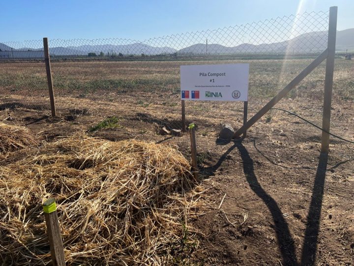 Residuos de salmón serían clave para crear fertilizantes de bajo costo para plantas