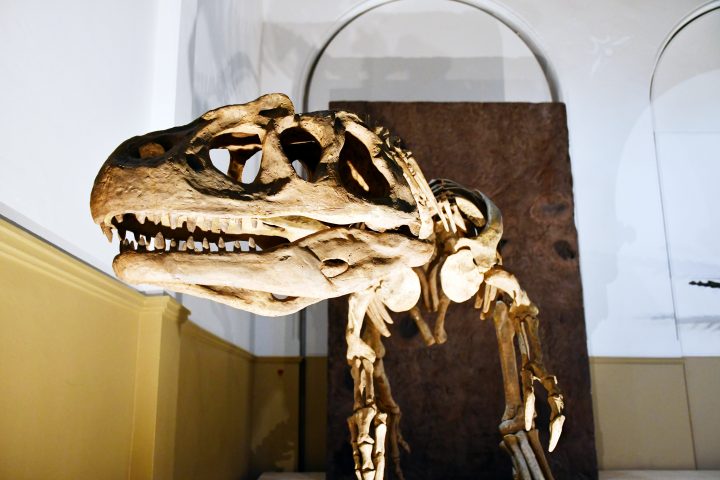 Los dinosaurios se toman el Día del Patrimonio 2025: ¿Dónde ir a ver fósiles impresionantes?