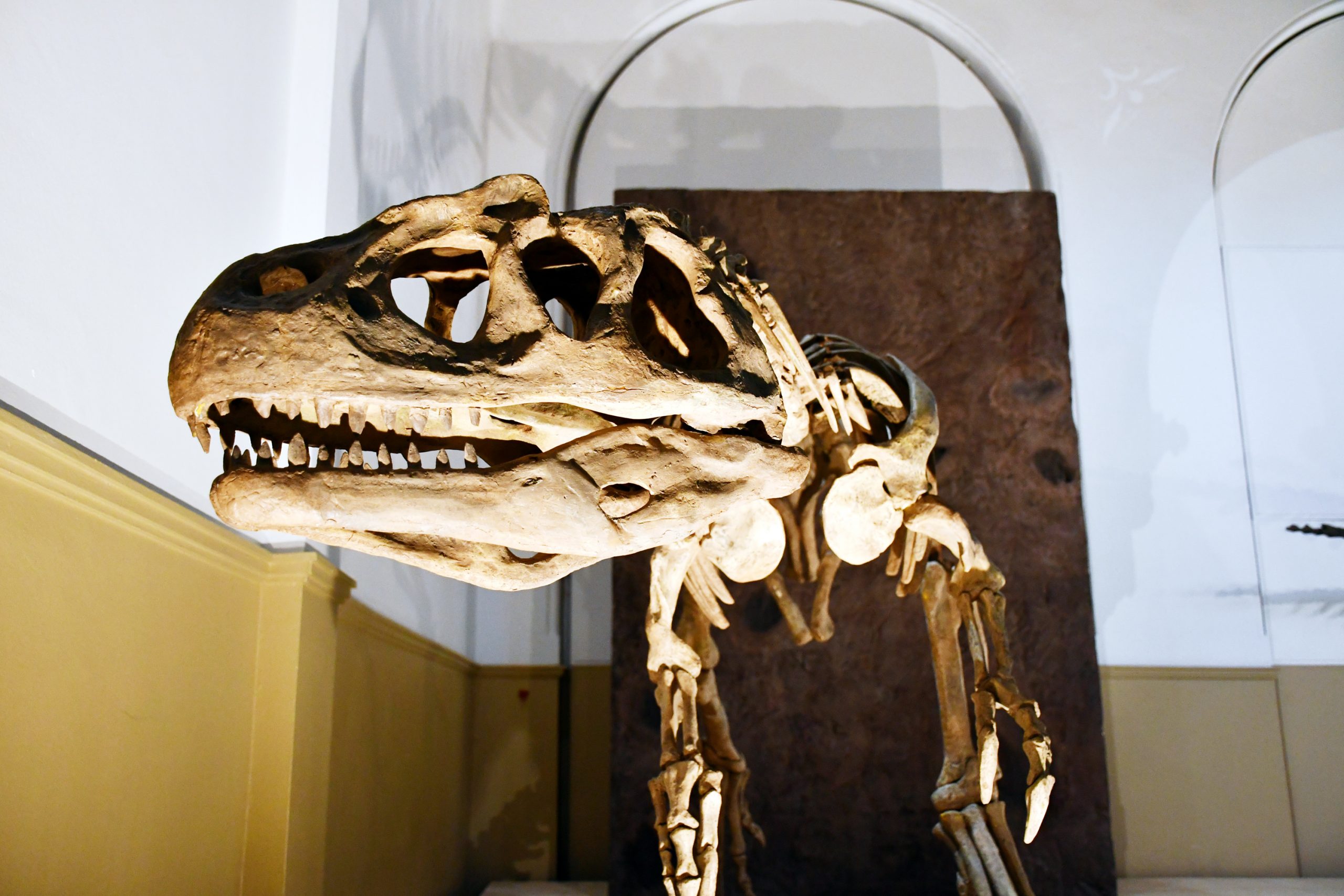 Los dinosaurios se toman el Día del Patrimonio 2025: ¿Dónde ir a ver fósiles impresionantes?