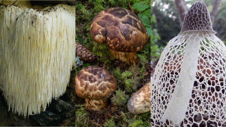Gastronomía fungi: Siete hongos nacionales y exóticos que deleitarán tu paladar