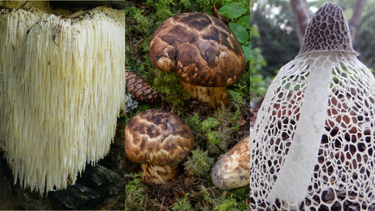 Gastronomía fungi: Siete hongos nacionales y exóticos que deleitarán tu paladar