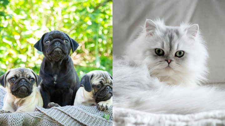 Perros carlinos y gatos persas tienen caras achatadas por la selecci贸n artificial