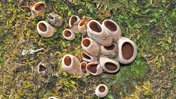 Especie de hongo reaparece en Concepción tras no ser registrado por más de un siglo