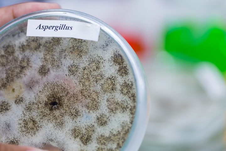 Hongo aspergillus: ¿Qué es y por qué obligó a cerrar parte de la UCI del Hospital El Pino?