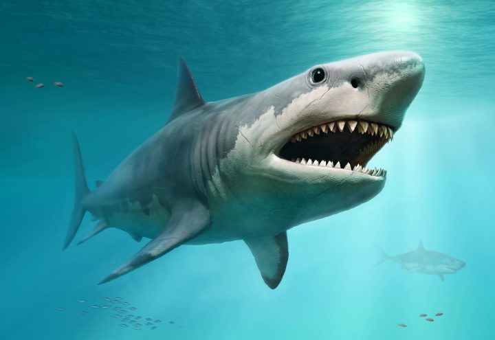 Estudio revela que el megalodón no solo se alimentaba de ballenas
