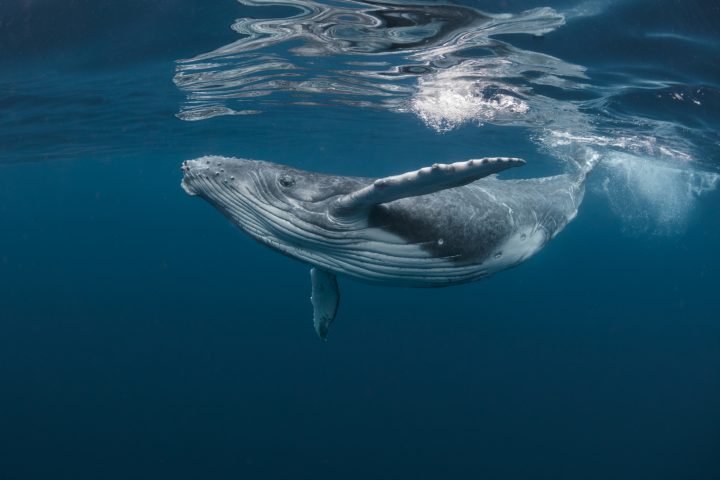 Estudio revela el secreto de la longevidad de ballenas y animales marinos