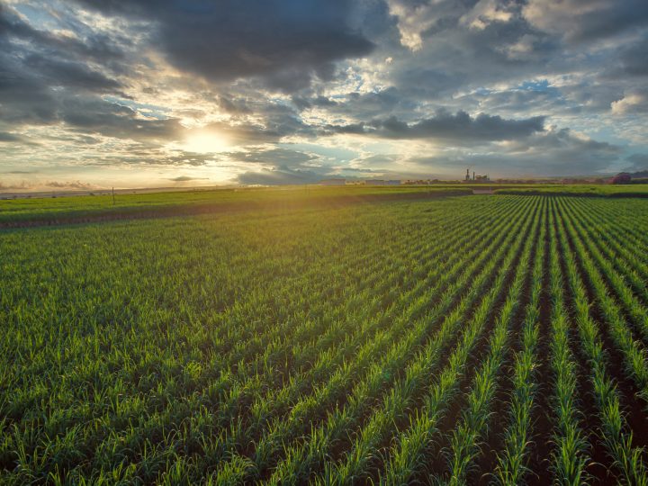 Ideas Aplicadas: Cómo bacterias beneficiosas pueden transformar la producción agrícola