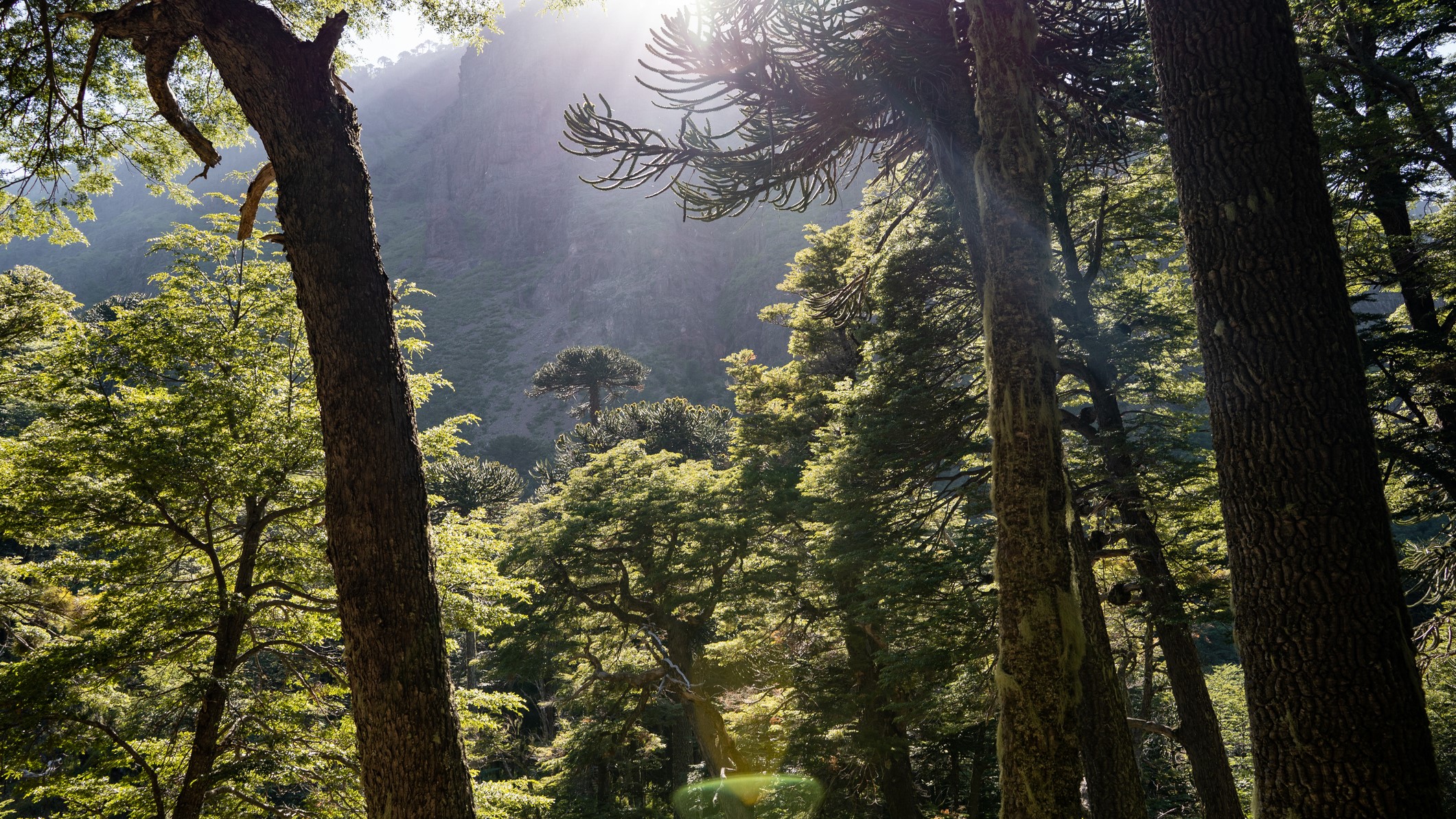 Gobierno crea nuevo Servicio Nacional Forestal para la protección de bosques