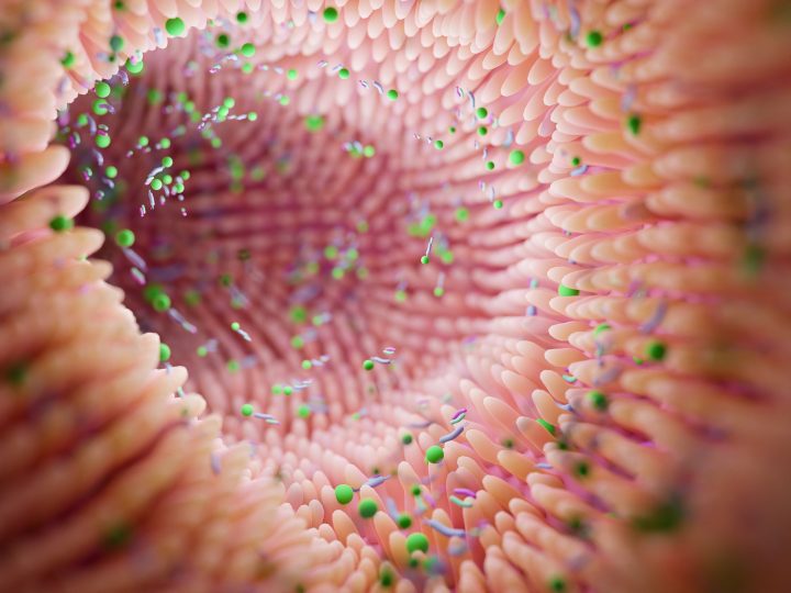 Trasplante de microbiota fecal joven podría mejorar la salud cognitiva en personas mayores