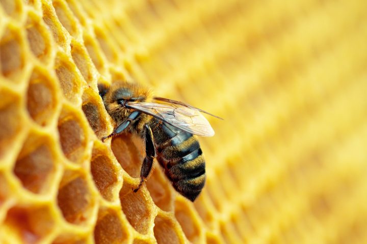 Un hongo nativo chileno sería clave para mejorar la salud de las abejas